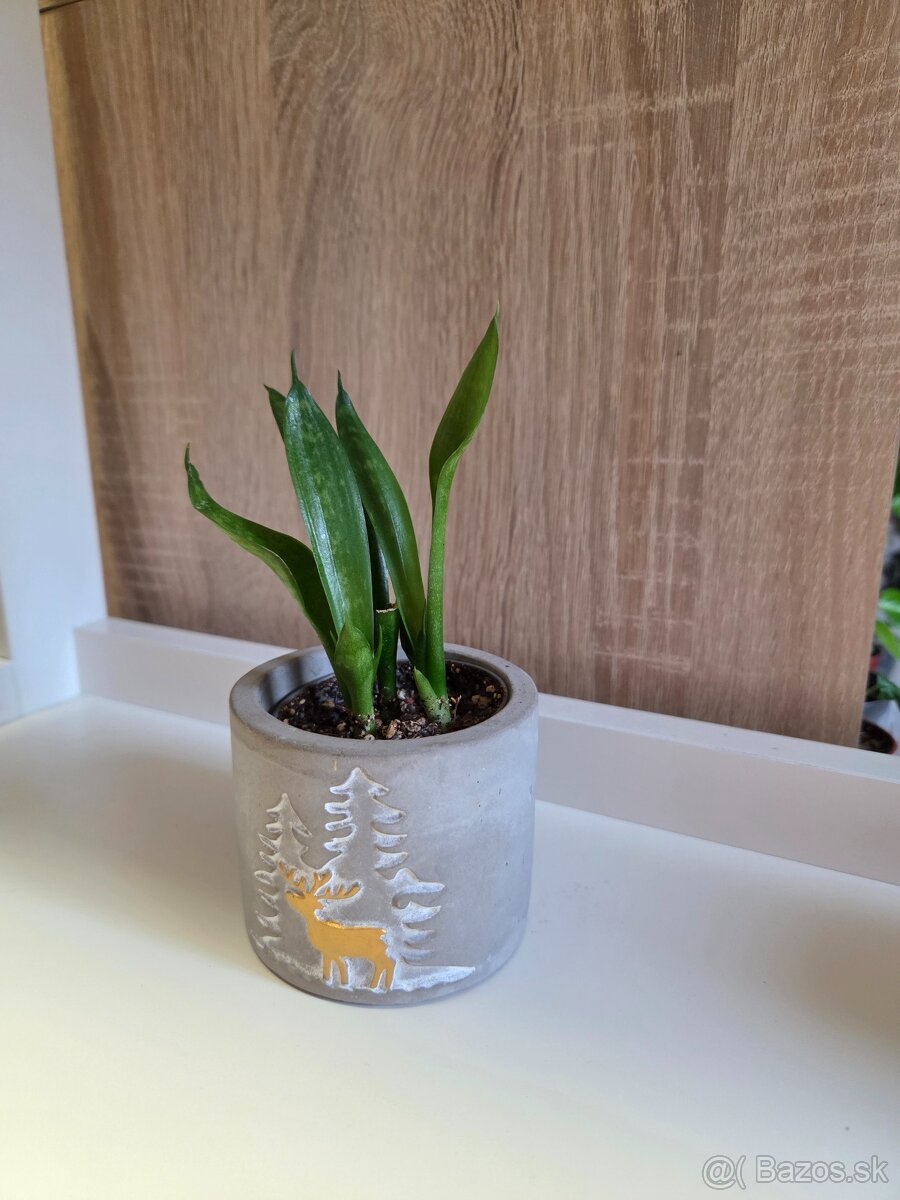 Izbové rastliny - 12