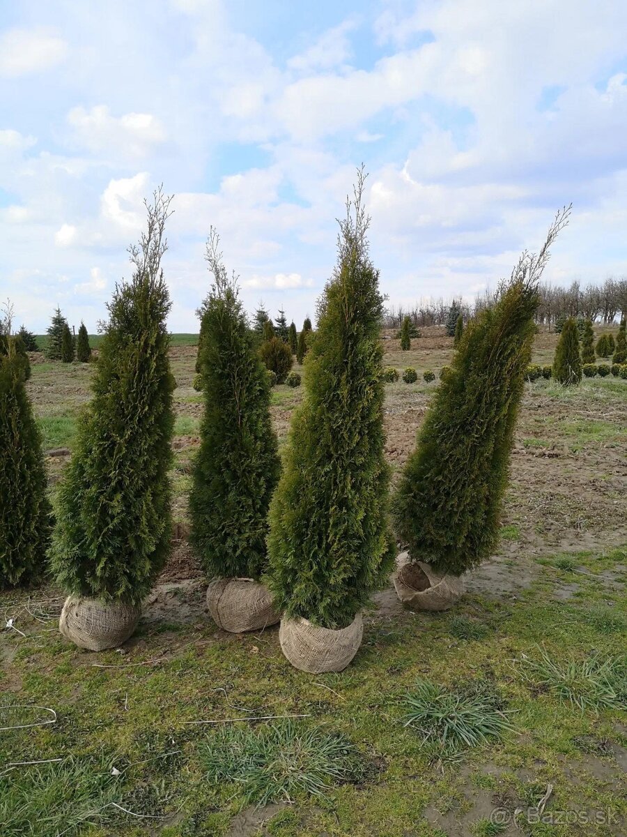 TUJE SMARAGD 220-250cm AKCIA 25€ - 12
