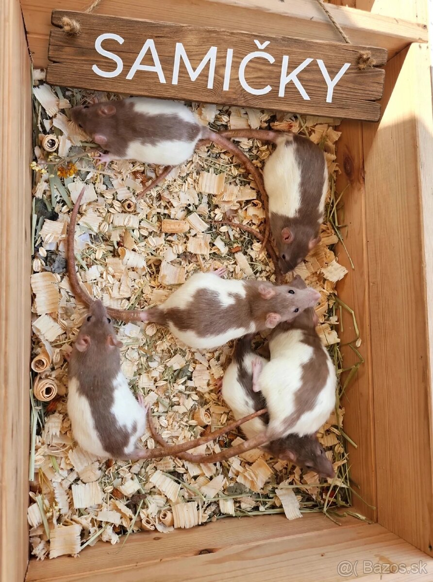 Predám potkaniky - 12