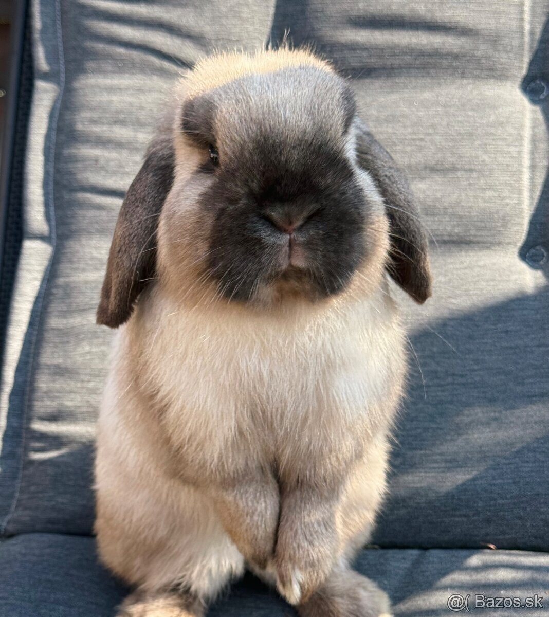 💛🌼 minilop králik 🌼💛🐰 - 12