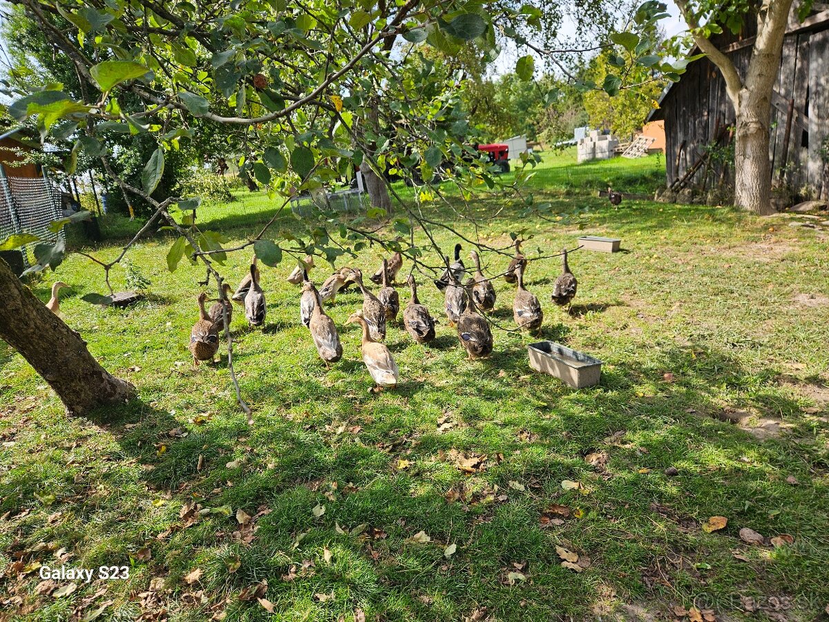 Predám kačacie nasadové vajíčka - 12