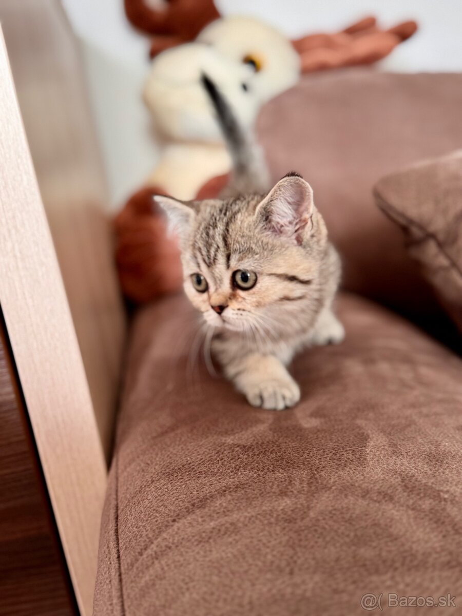 Škótska klapouchá mačka, scottish fold,straight s PP - 12