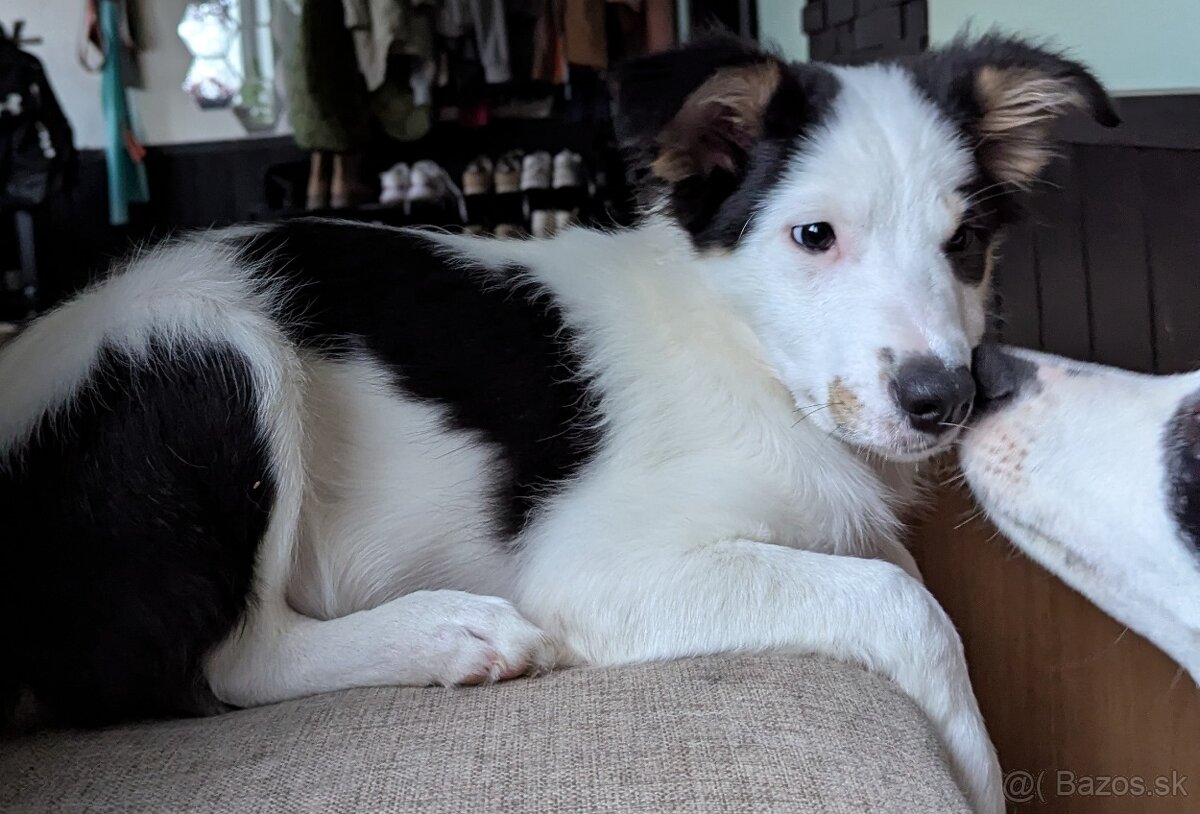 Border kolia tricolor - 12