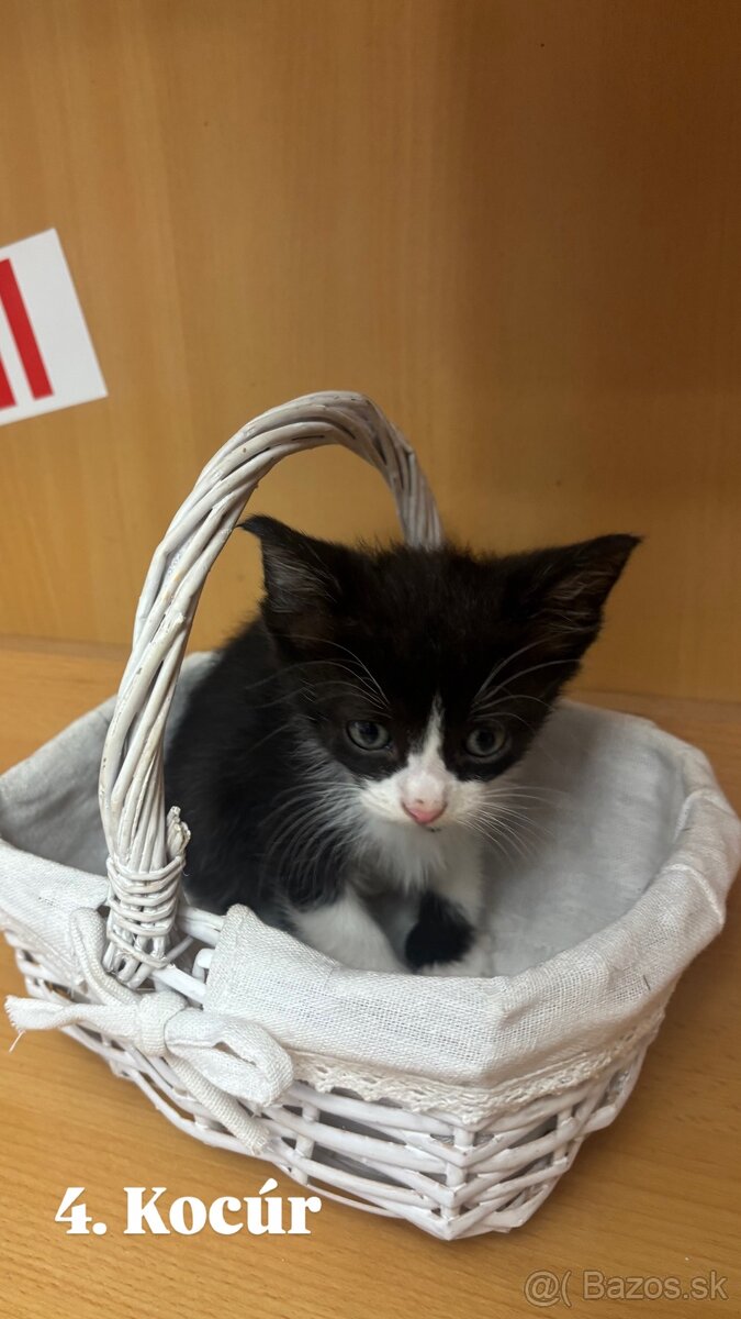 Darujem mačiatká - 12