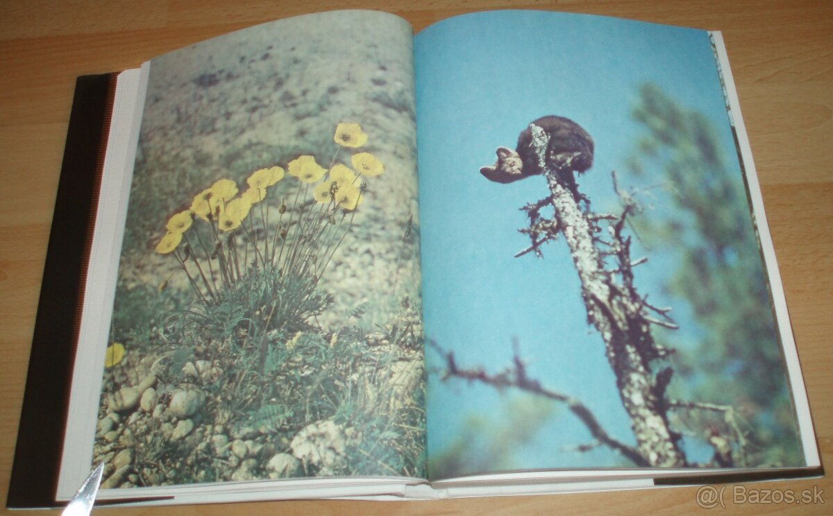 Černý sobol, hnědý medvěd - 12