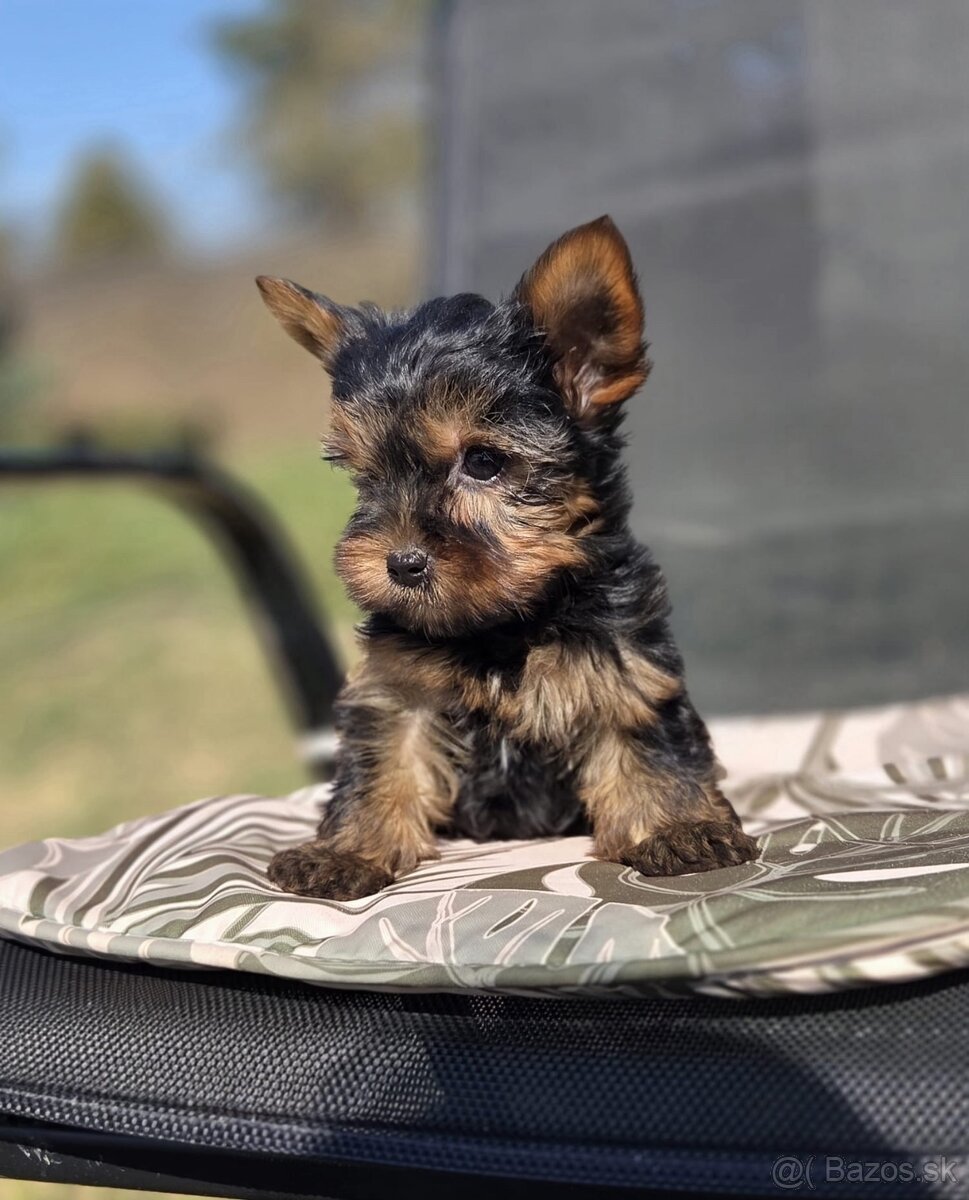 Yorkshirsky terier - 12