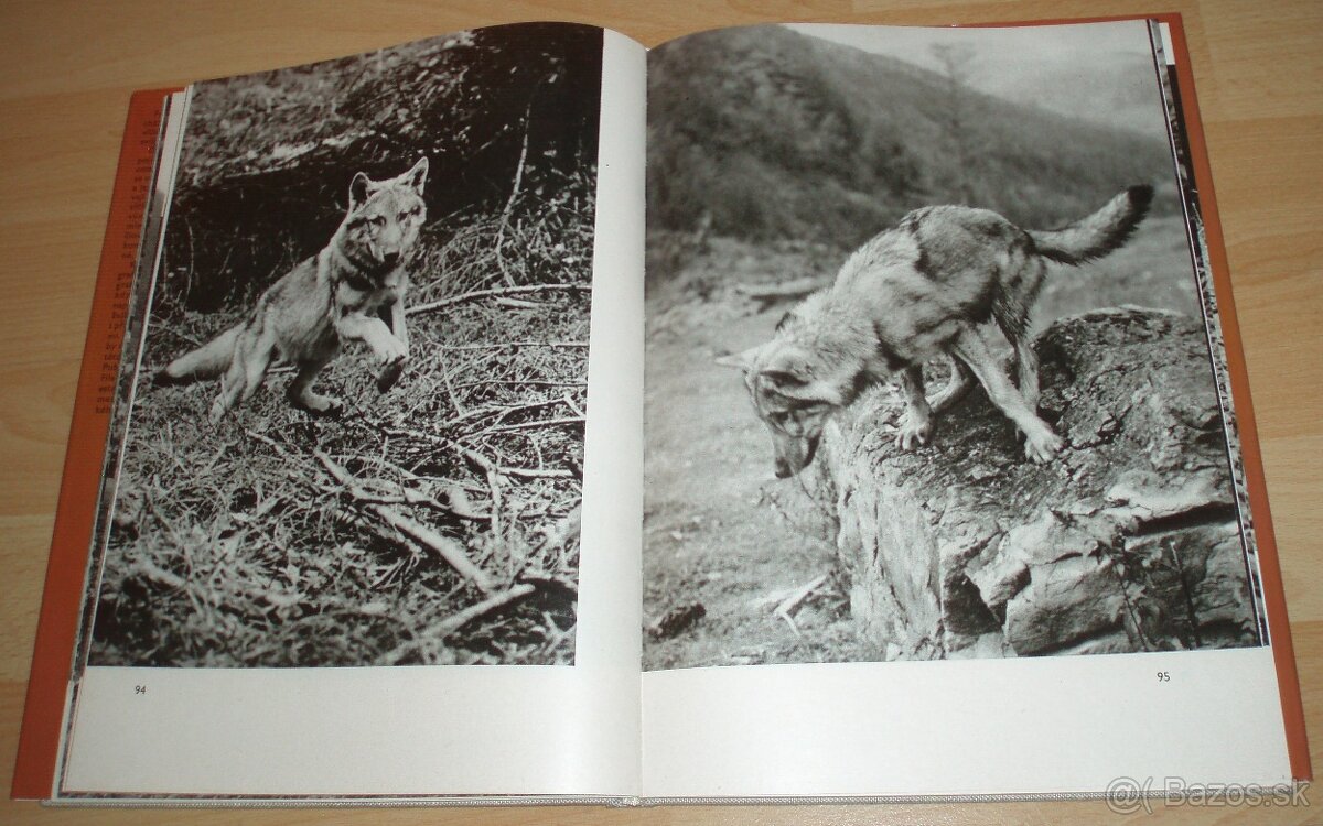 Osamělá vlčice - 12