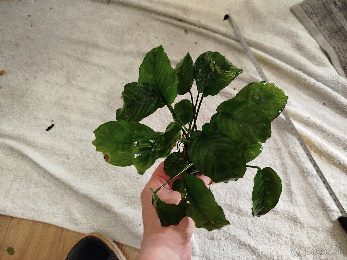 Predám veľké Anubiasy - 12