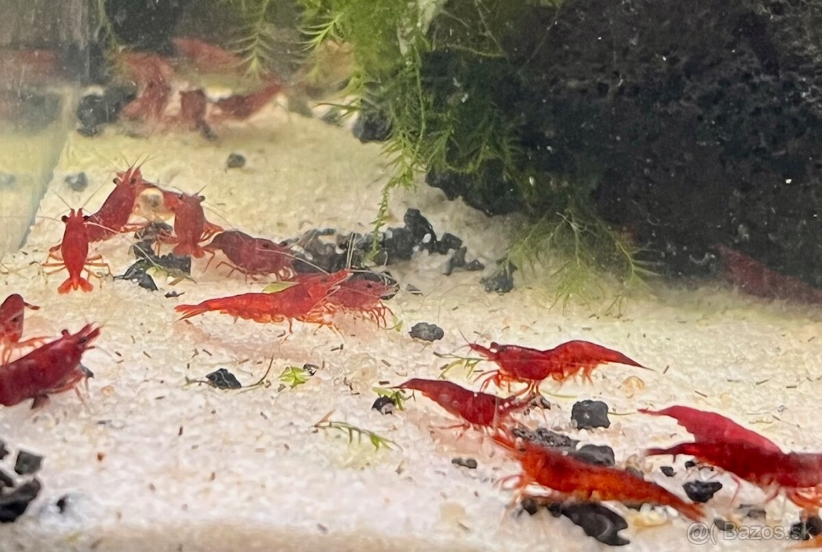 Krevetky Neocaridina - 12