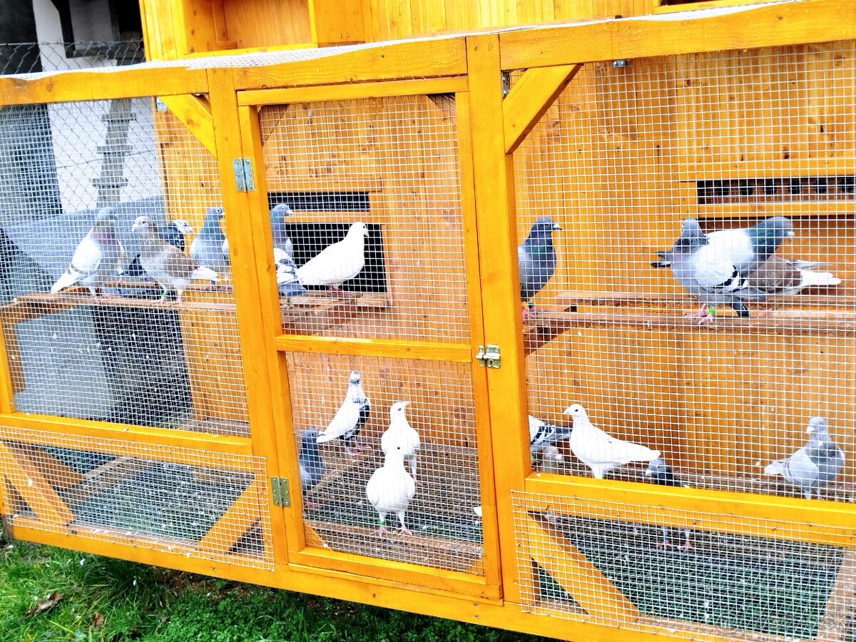 Poštové holuby samčeky - 12