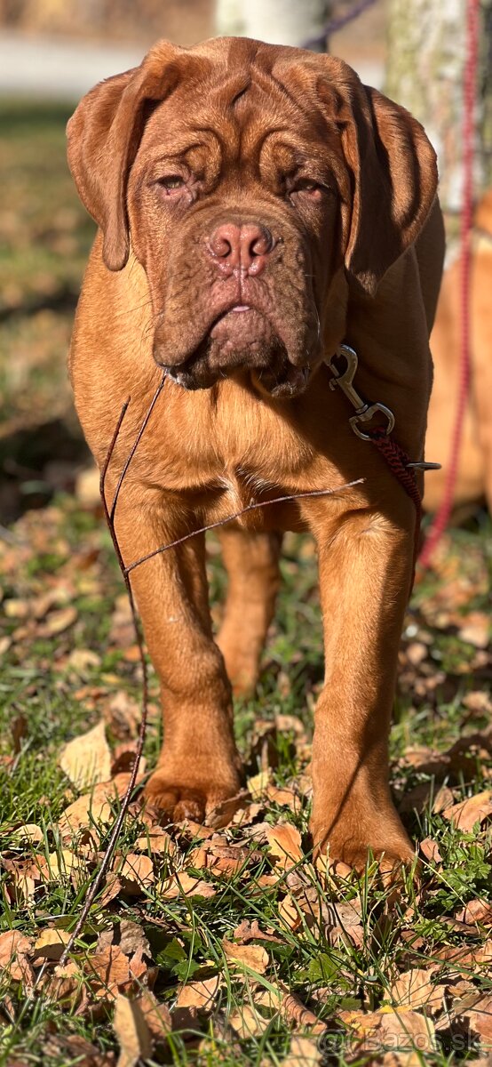 Bordeauxská doga s PP pes - 12