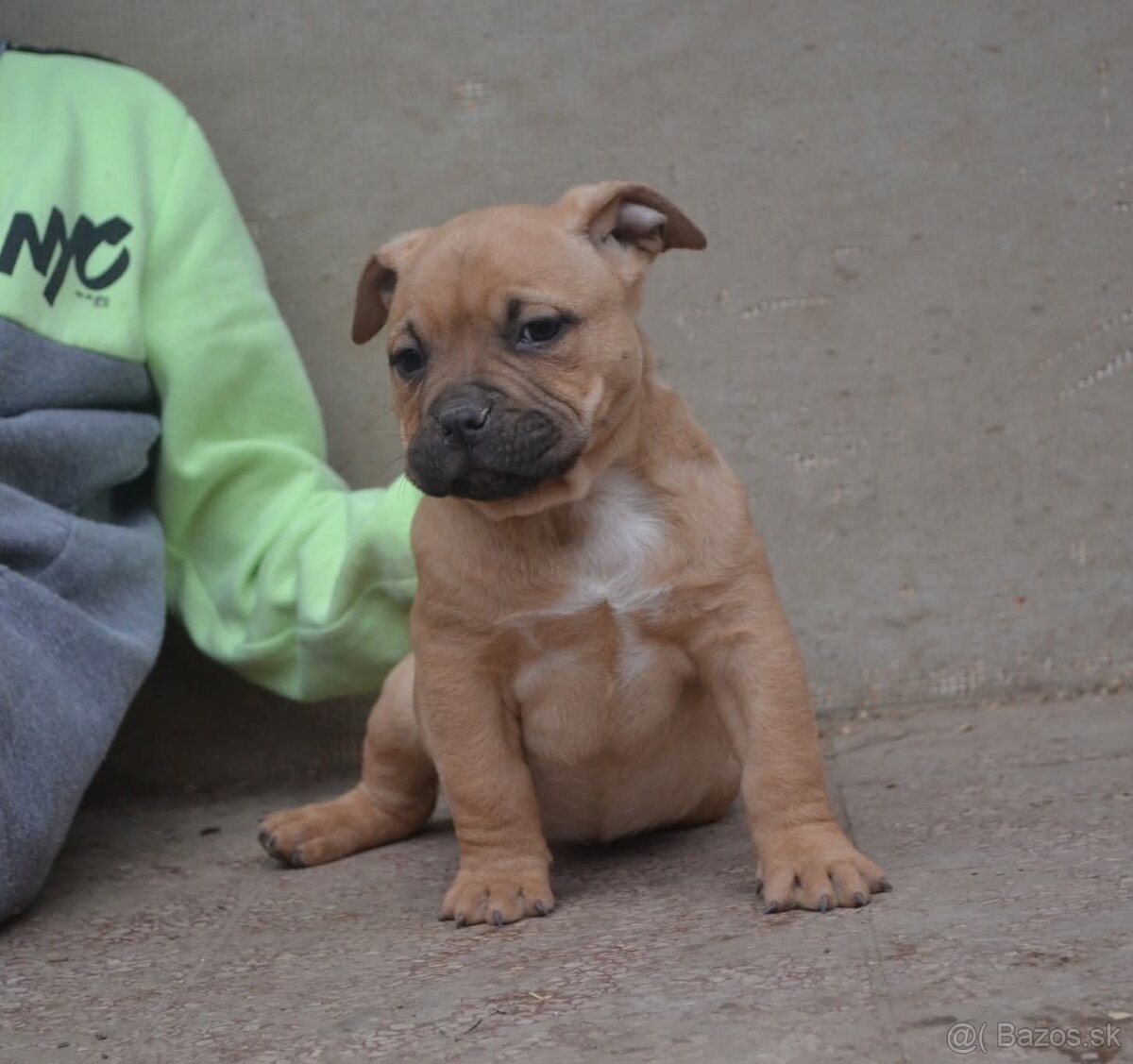 American bully pocket / shar pei (odber 14.11) - 12
