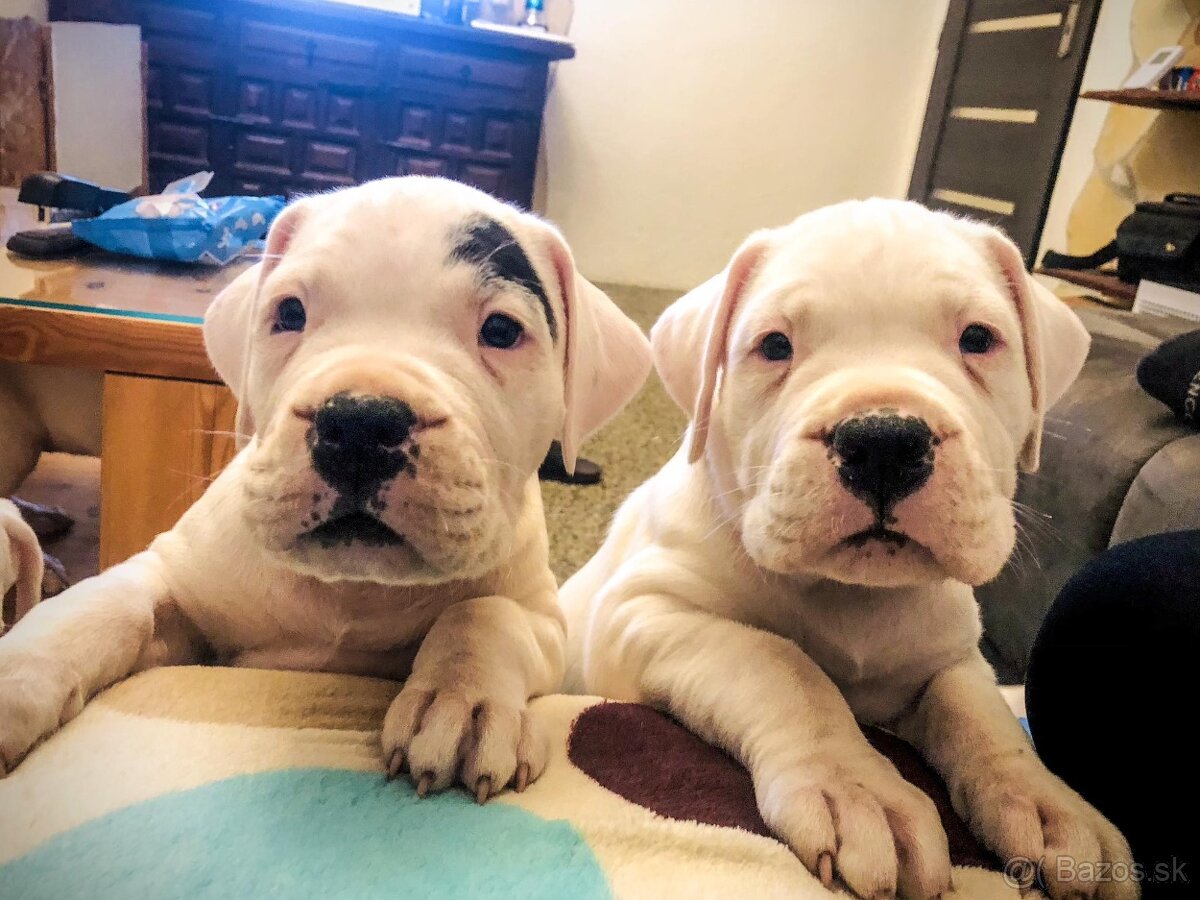 Argentínska doga - sučka s PP - 12