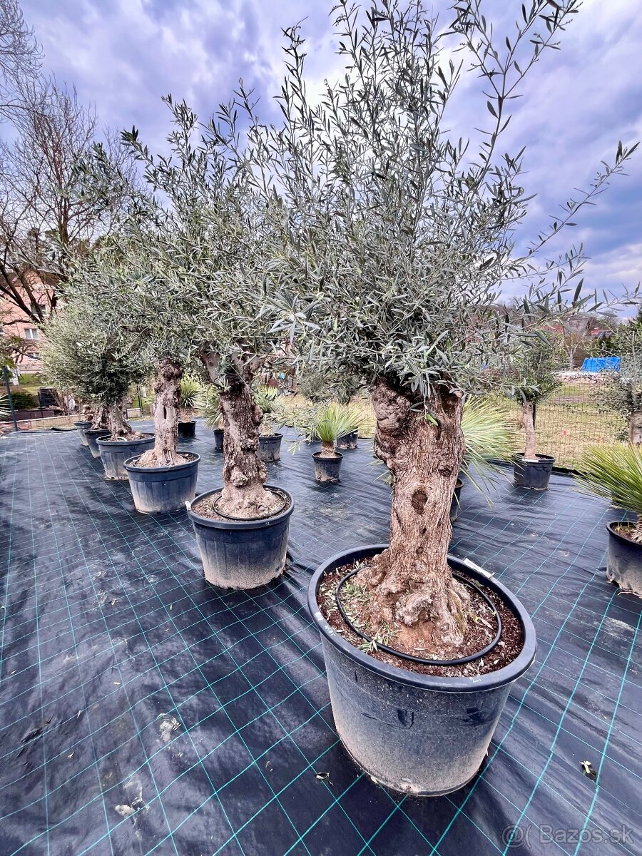 Olivovník - 12