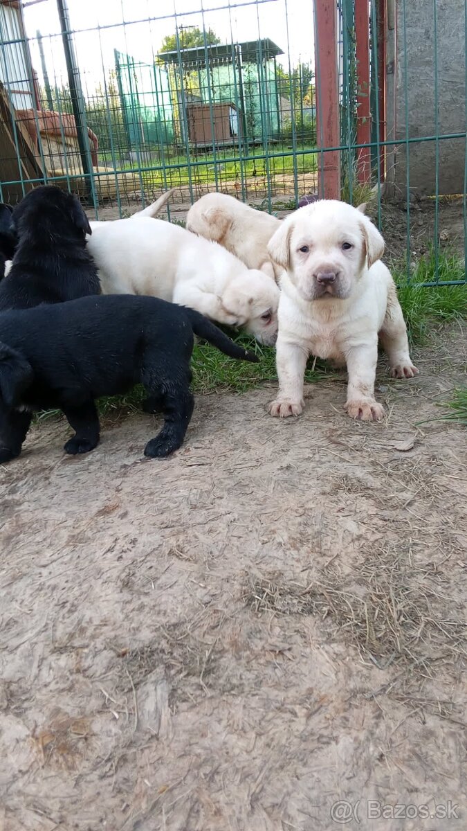 Labrador krytie - 12