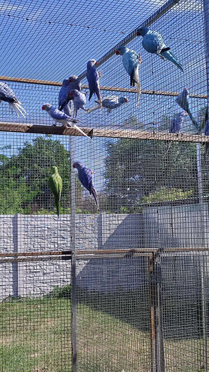 Alexandre malé 03/2025 - 12