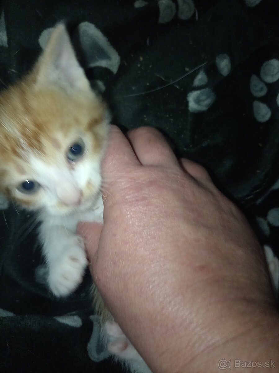 Darujeme mačiatka - 12
