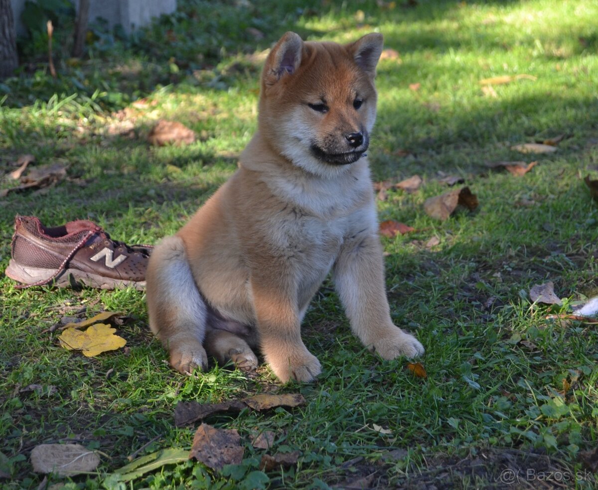 Shiba inu s PP /FCI / - 12