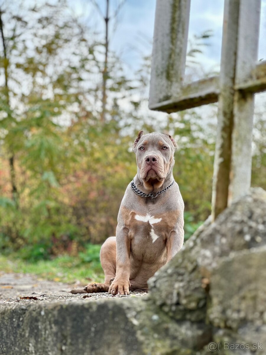 American Bully XL (Pitbull XXL) - 12