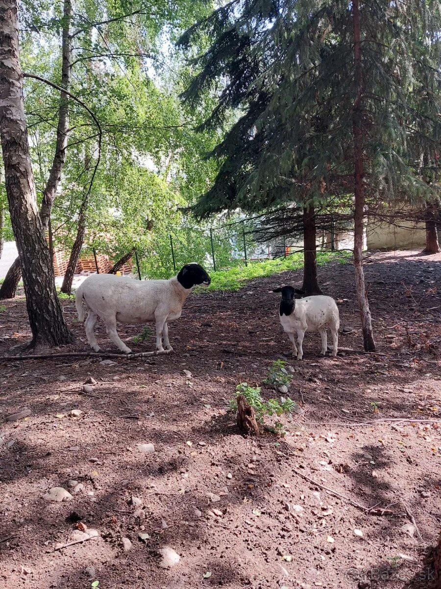 Holandska mini koza a baran Quessant - 12