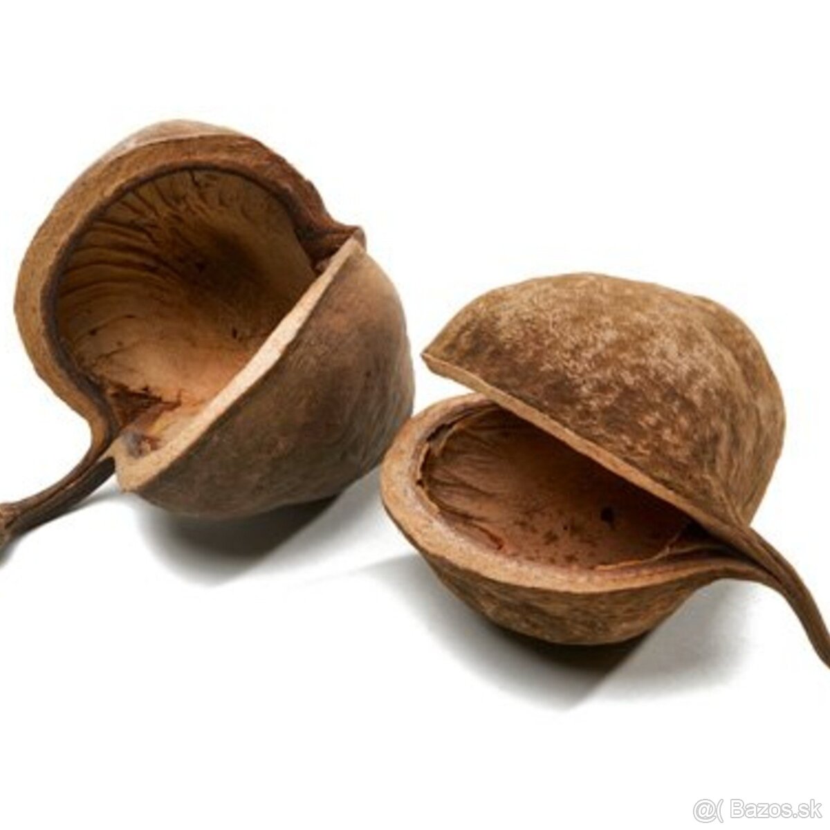 Krevetky,ryby,slimáky - 12