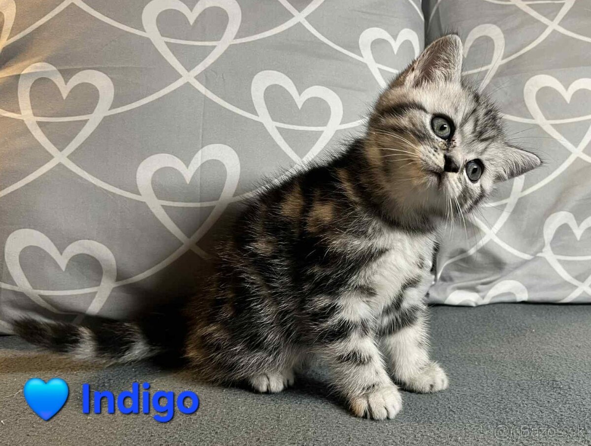 Britské whiskas mačiatka s PP - 12