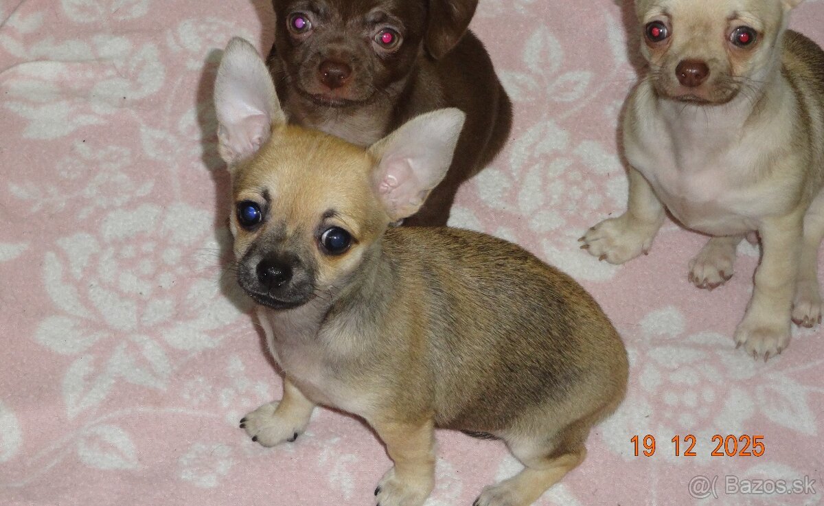 čivava krátkosrstá - 12