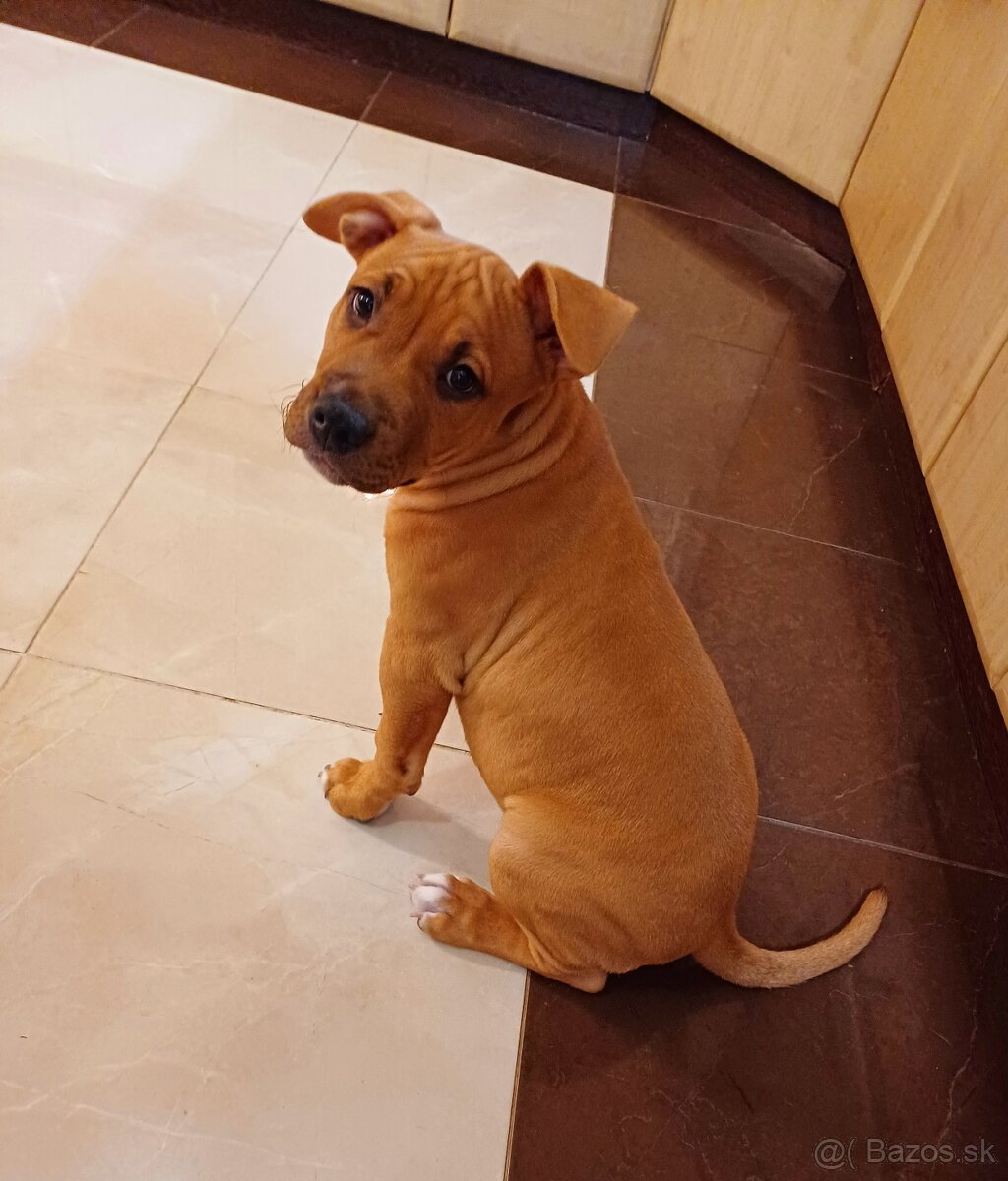 Americký stafordširský teriér - 12