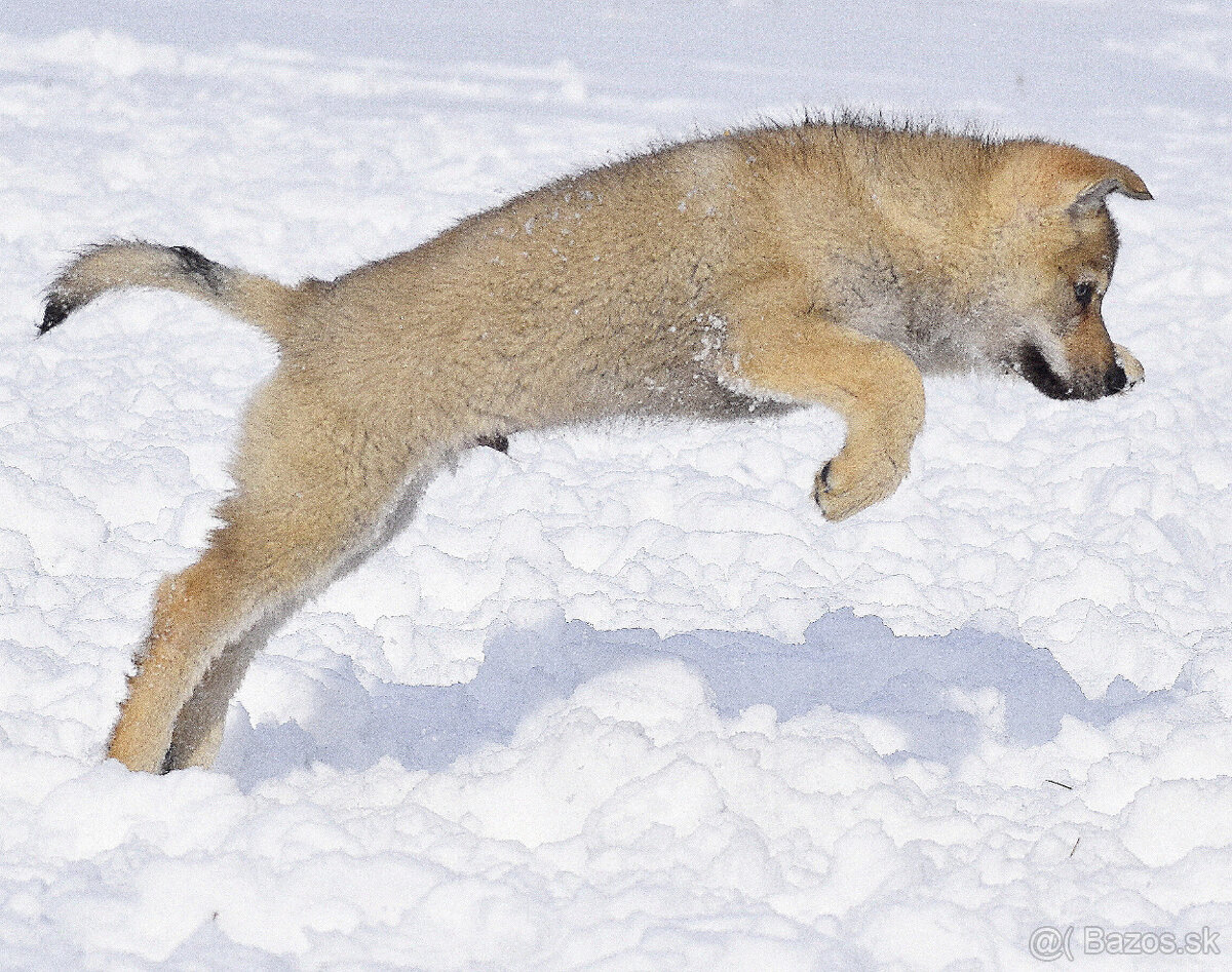 šteniatka československy vlčiak - 12