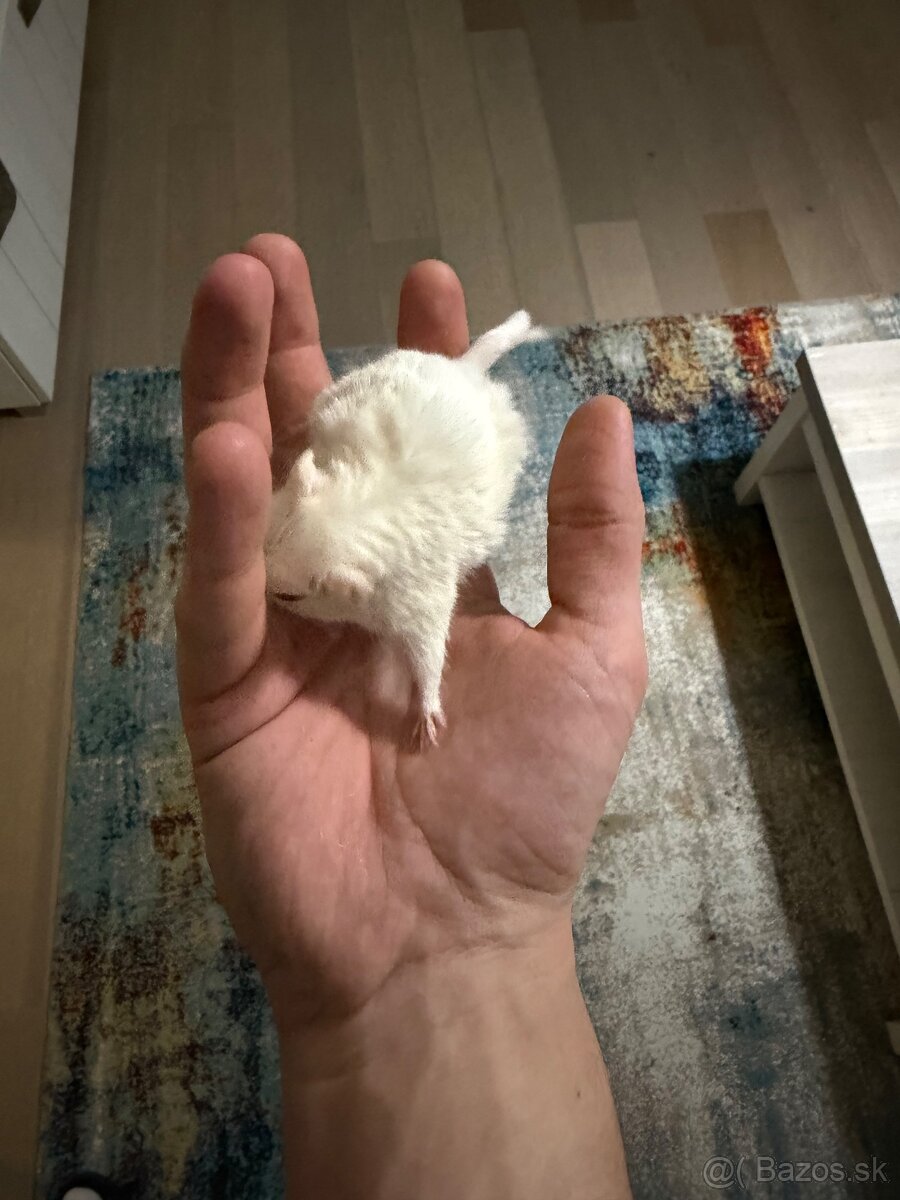 Darujeme pieskomila - 12