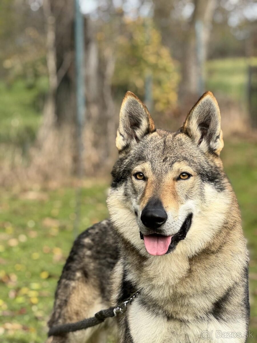 československý vlčiak s PP (FCI) - 12