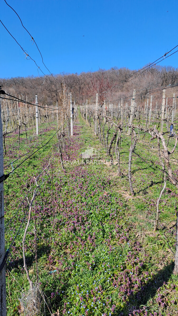 Vinica 608 m² s viničnou chatkou v obci Jelenec, okres Nitra - 12