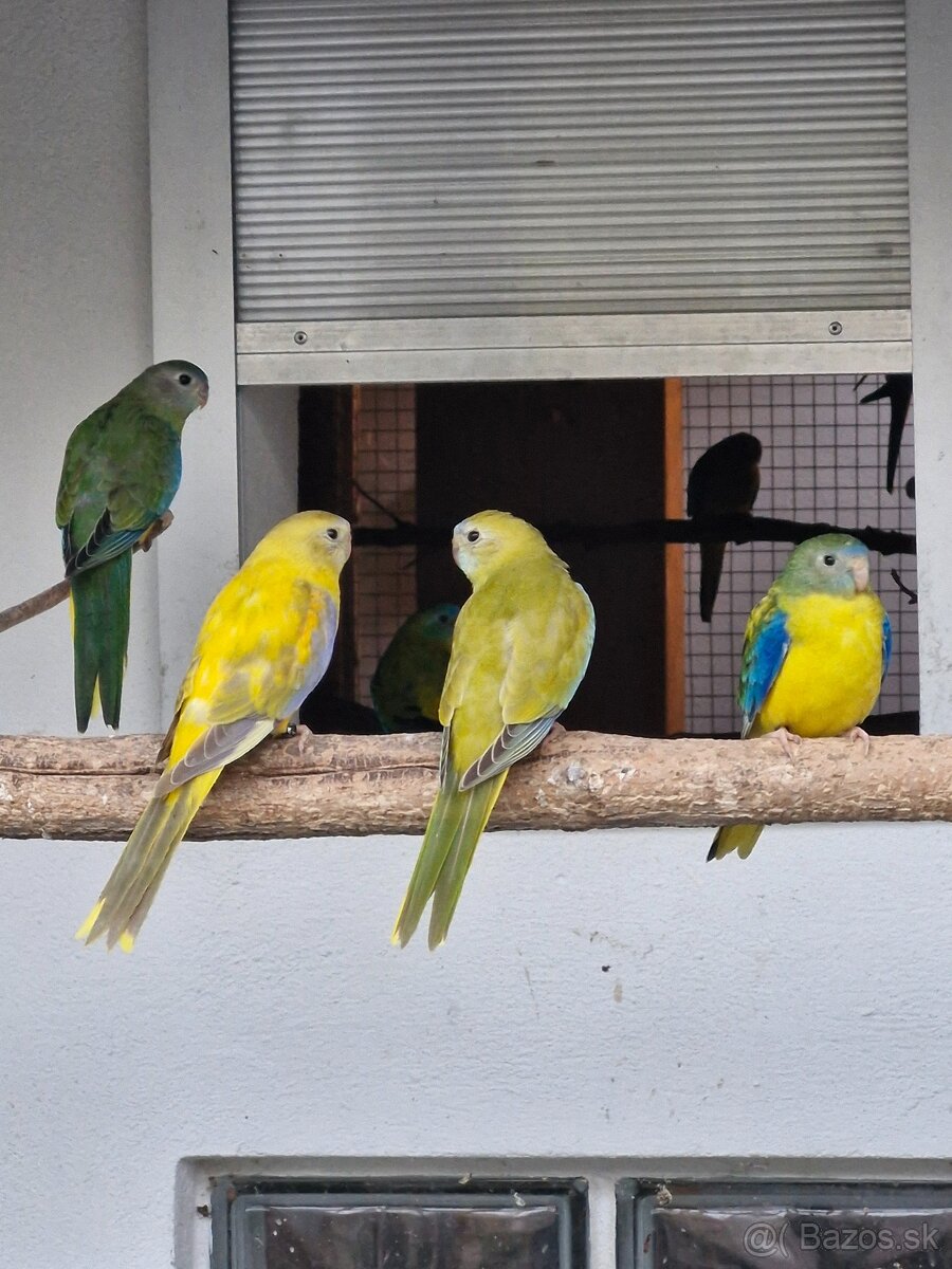 Predam neofema tyrkysova žltobruchá - 12