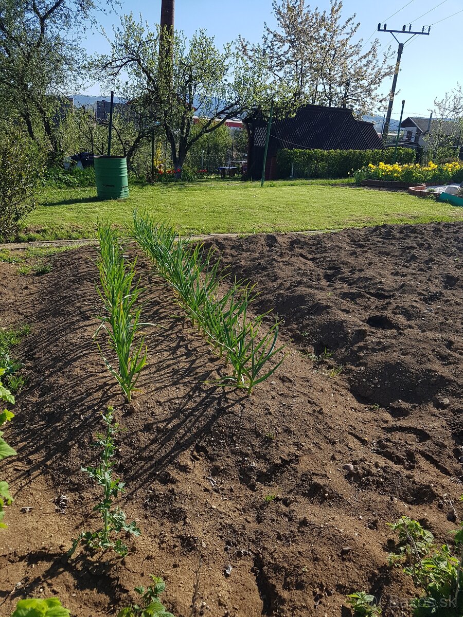Záhrada na sídl. Mier - 12