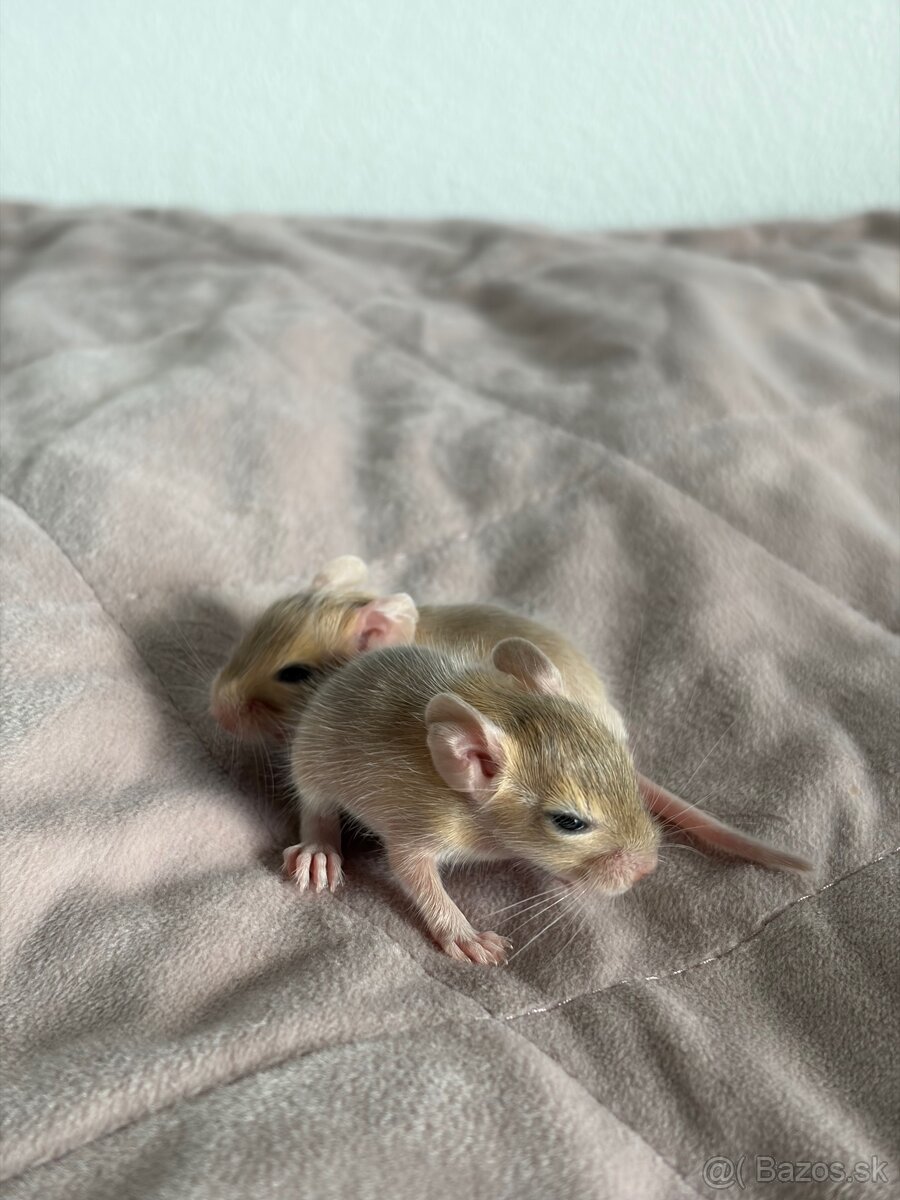 Predám mláďatá osmaka degu🐾 - 12