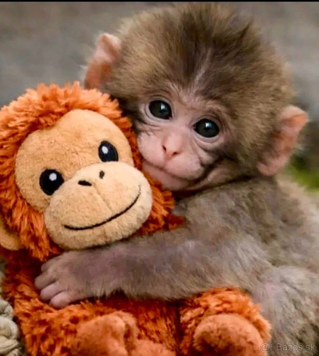 PUNCH original opička plyšová hračka - 12