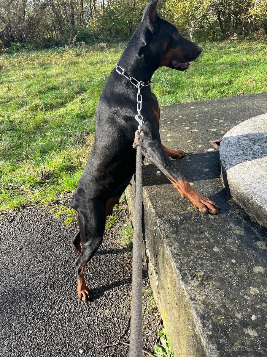 Doberman šteniatka - 12