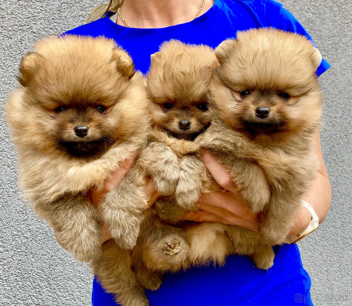 Pomeranian s PP FCI - 12