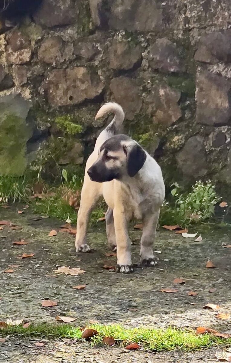 KANGAL - štěňata již K ODBĚRU, iba sučky - 12