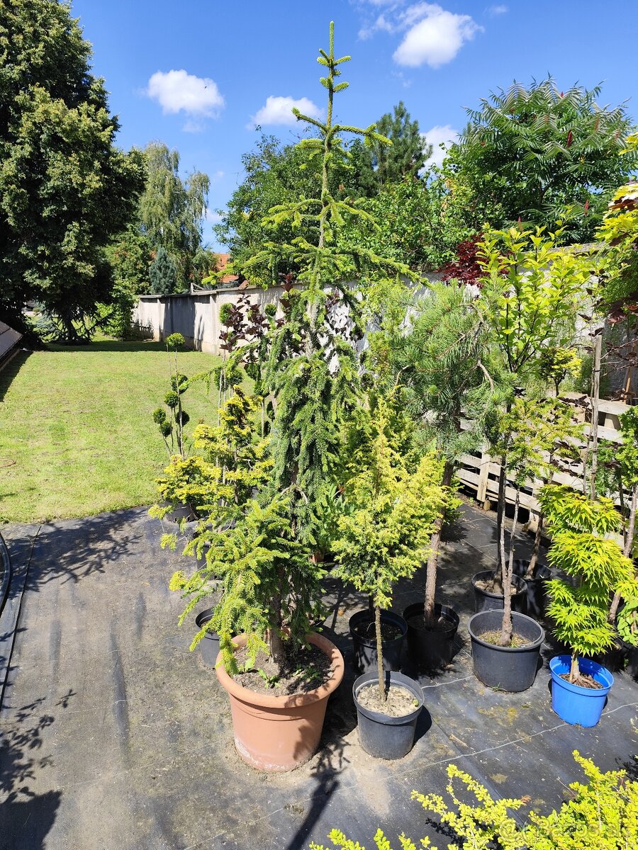 Okrasné dreviny, kríky - 12