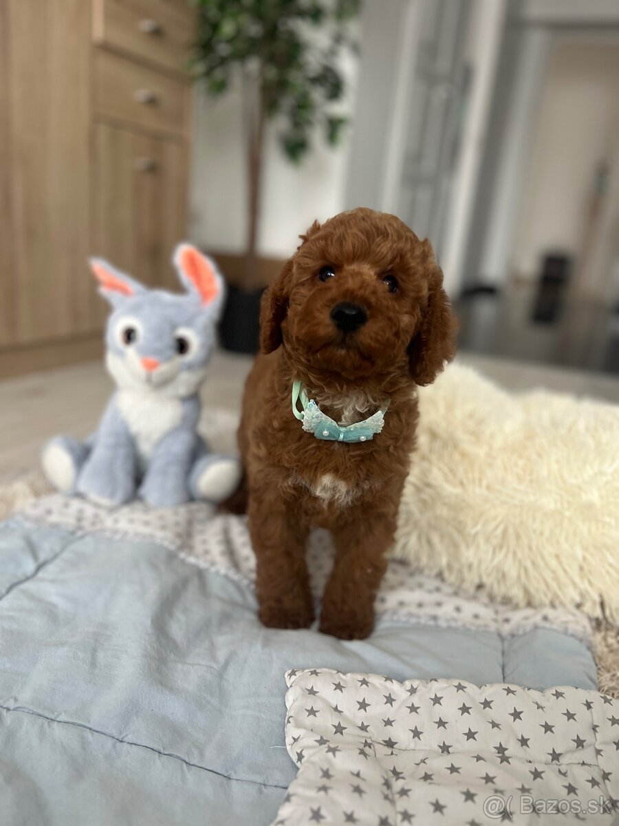 Trpasličí pudel šteniatka - 12