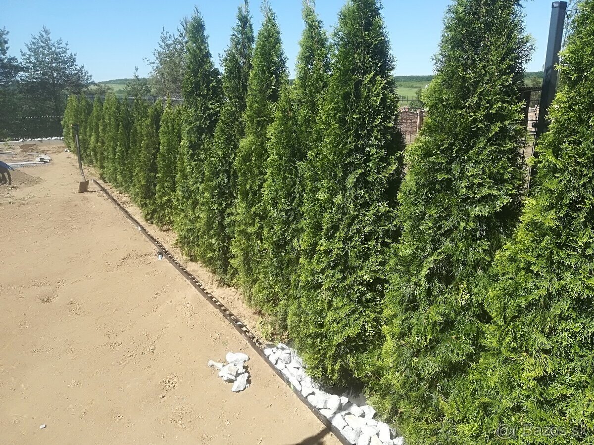 Tuja Smaragd, vavrínovec, červienka, gaštan - Rožňava - 12