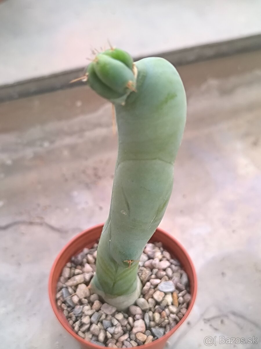 Kaktusy a sukulenty - 12