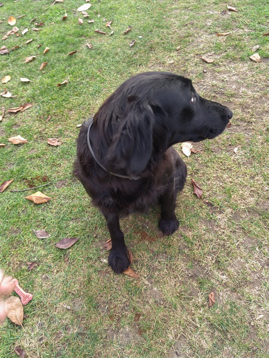 Darujem zadarmo - 12