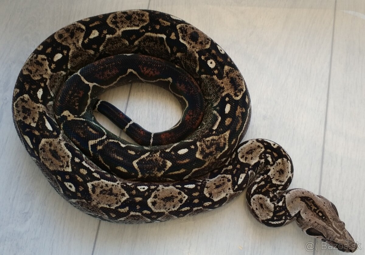 Boa imperator - DH Leopard VPI T+ Albino - 12