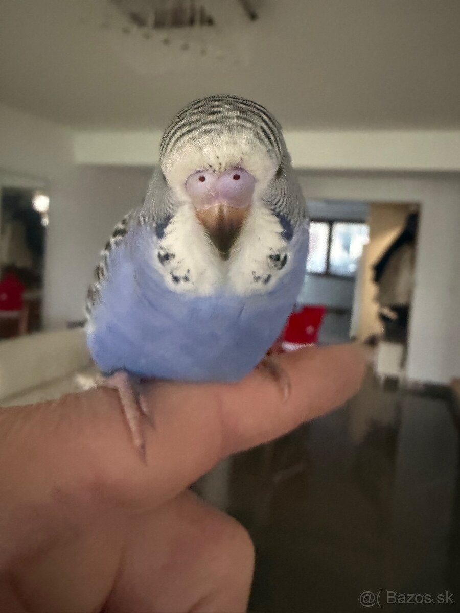 Andulky Maznačikovia krotke - 12