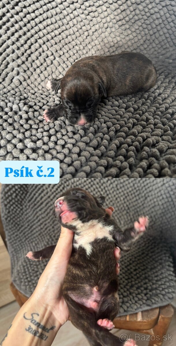 Americký stafordsirsky terier, Stafford, amstaf - 12