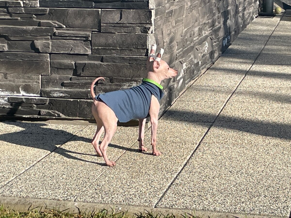 Peruánsky naháč malý - POSLEDNÝ VOĽNÝ PSÍK - 12