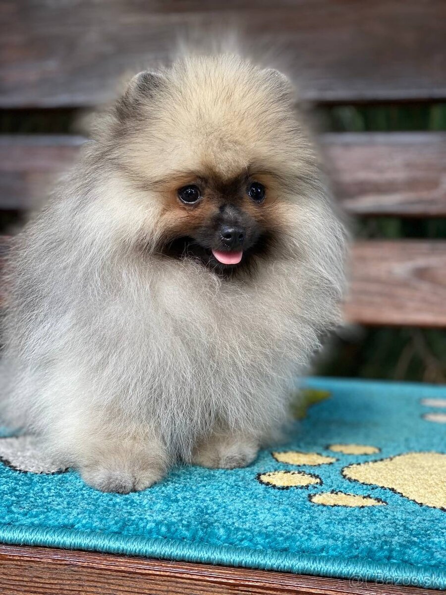 Pomeranian Exkluzivní Fenečka PP FCI - 12