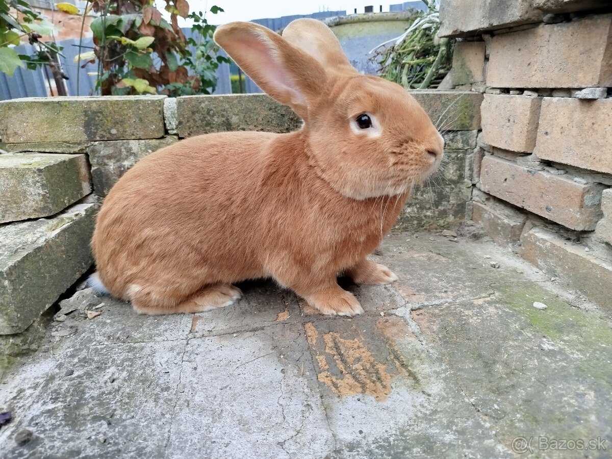 Burgundský králik - 12